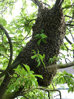 essaim d'abeilles dans un arbre