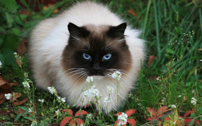 black and white cat