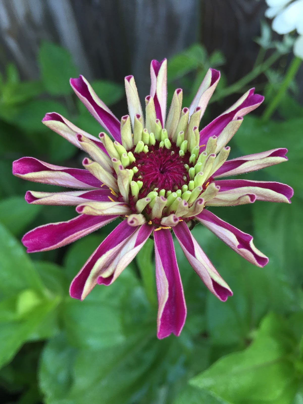 The Summer of Zinnias