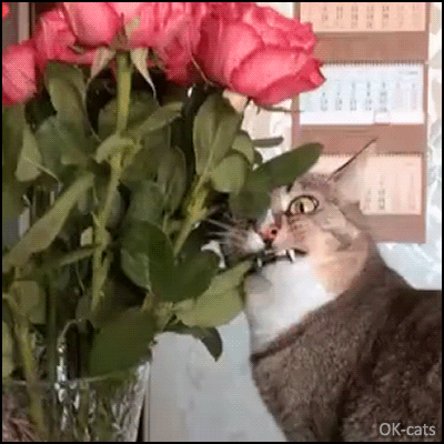 Manipulated Cat GIF • Vegan Cat trying to eat rose leaves. Funny looking face with "Derp Mode" activated, haha Manipulated Cat GIF • Vegan Cat trying to eat rose leaves. Funny looking face with "Derp Mode" activated, haha