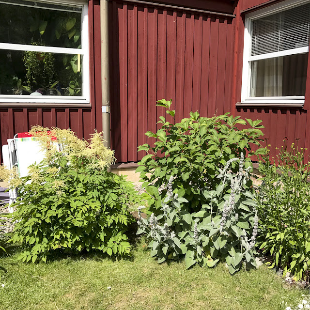 plymspirea, syren, lammöron plymspirea, syren, lammöron