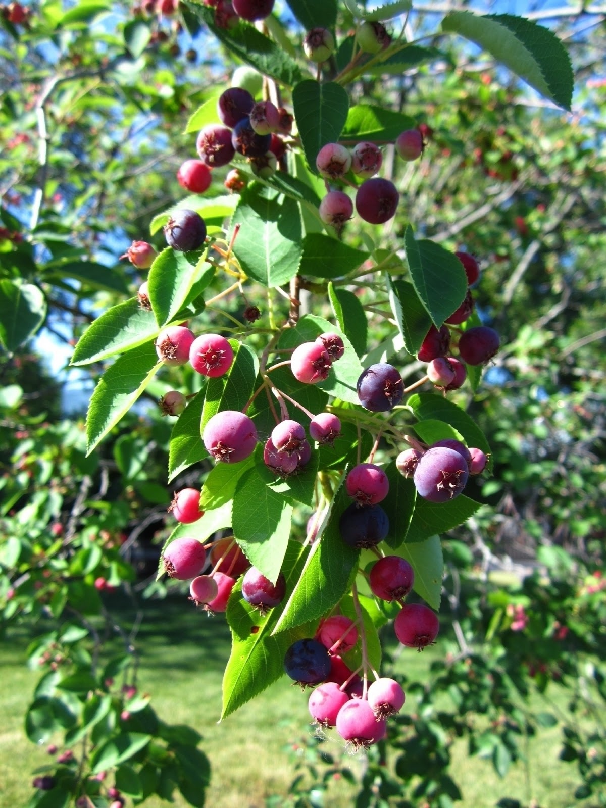 Cbus52 Columbus in a Year Serviceberries