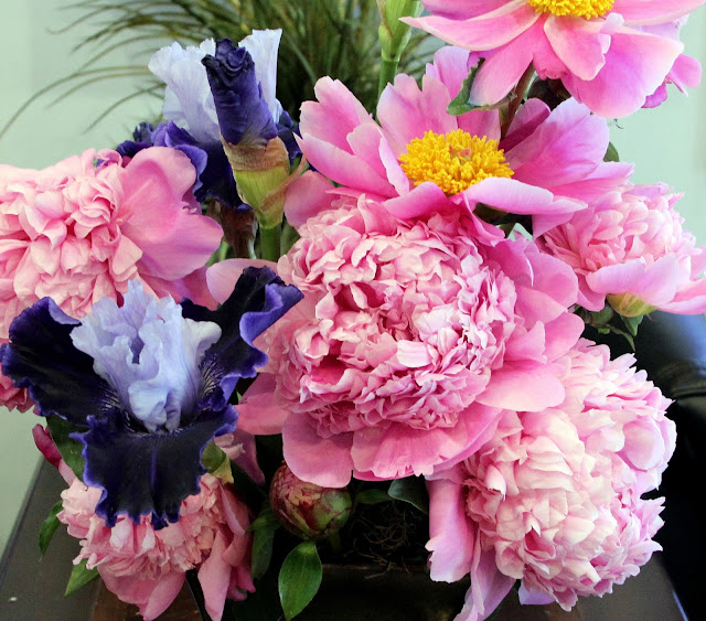 TALL BEARDED IRISES AND PEONIESA perfect match for spring