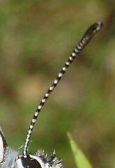 Antenas de bolboreta Phengaris arion