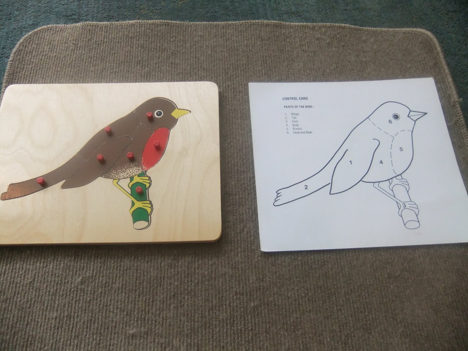 Birds worksheet pdf picture