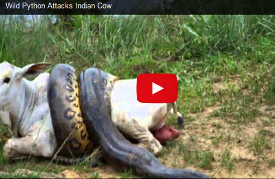 Happy to Watch: Wild Python Attacks Indian Cow
