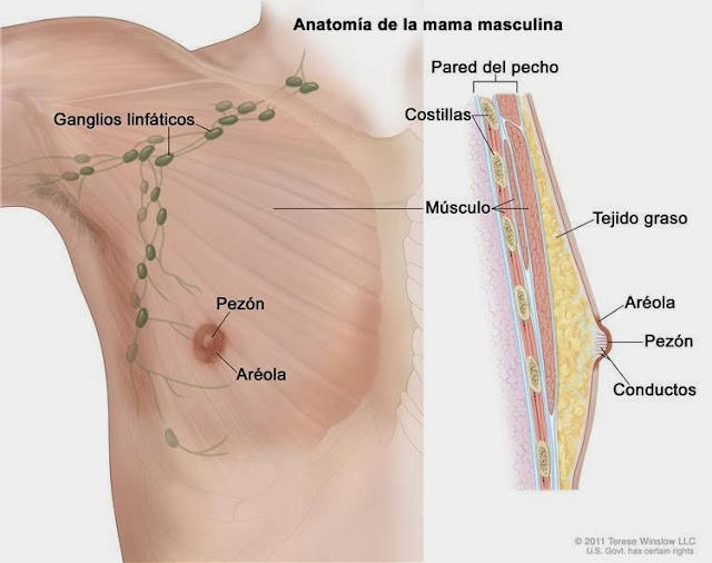 Anatomia-mama-masculina