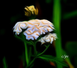 Blumen, flores, Flower, fleurs, květiny, Flores, blomme Blumen, flores, Flower, fleurs, květiny, Flores, blomme, blommor, çiçekler, kwiaty, Flor, Hoa, nở hoa, floración, bloom, Kukka, kukinta, La floraison, Fiore,