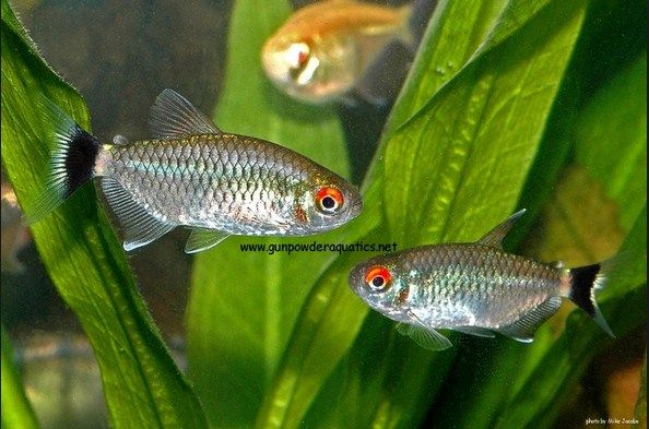Red Eye Tetra dan Cara Merawatnya Red Eye Tetra dan Cara Merawatnya