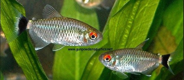 Red Eye Tetra dan Cara Merawatnya