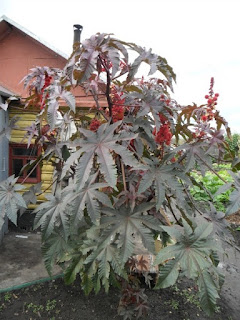 Клещевина Клещевина