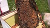 Δημιουργία νέων μελισσιών και ανάπτυξη με καλές βασίλισσες: Μέθοδος Χρήστου Μπέκα