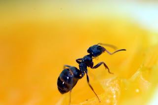 ants fire, image, photo, picture, yellow, plant, leaf cutter