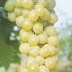 Buah Anggur yang Paling Manis di Dunia