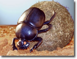 escarabajo pelota insectos gigantes parecen joyas rodando llamado fabrica agujero excrementos lleva as
