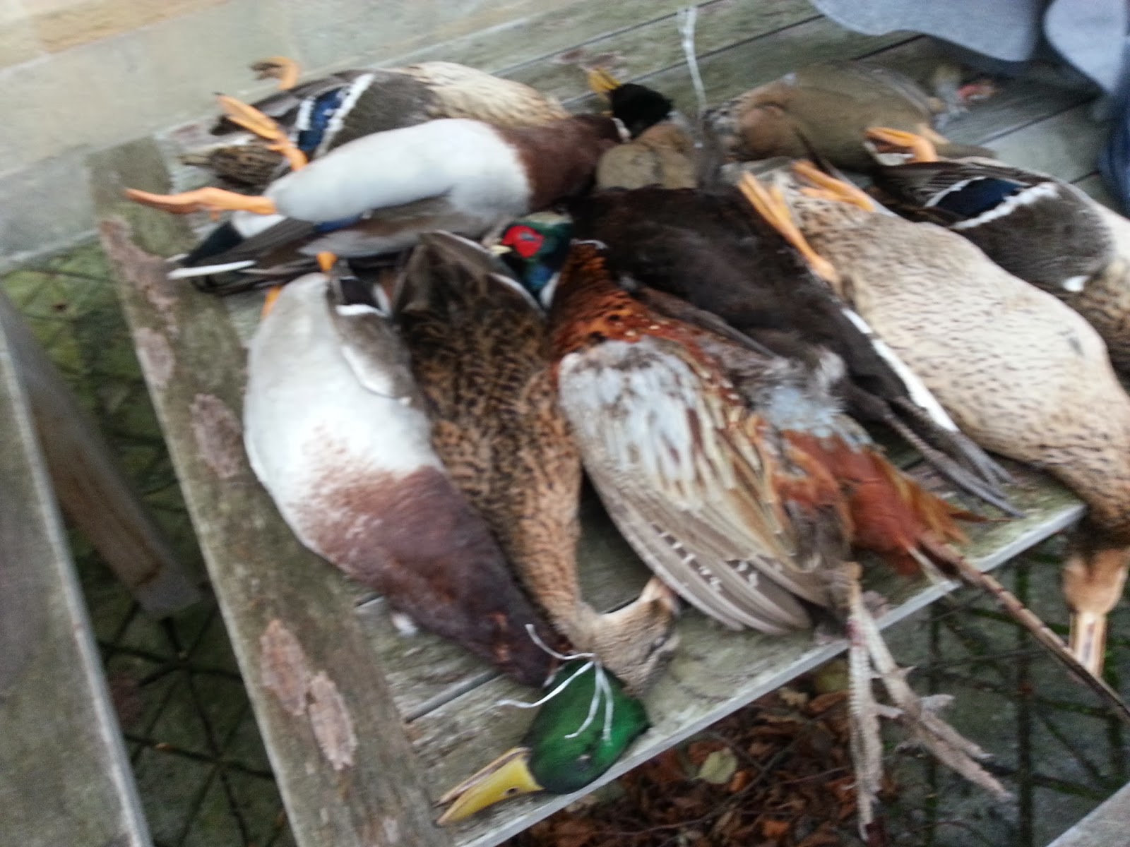 Meat, Food, and Farming Three Bird