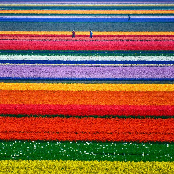 The Tulip Fields in the Netherlands