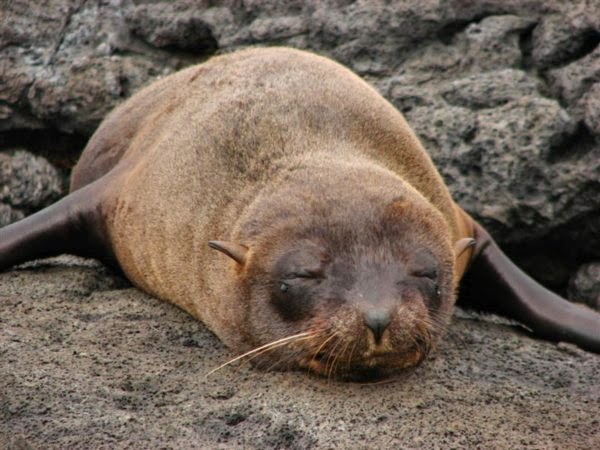 3042698-Galapagos-fur-seal-0