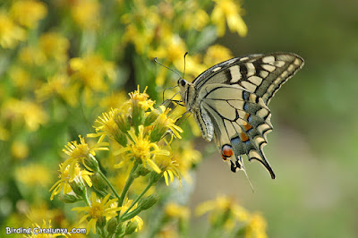 Papallona reina