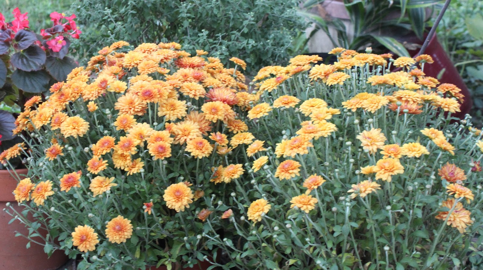 Nature Devotions Mums (Chrysanthemums )