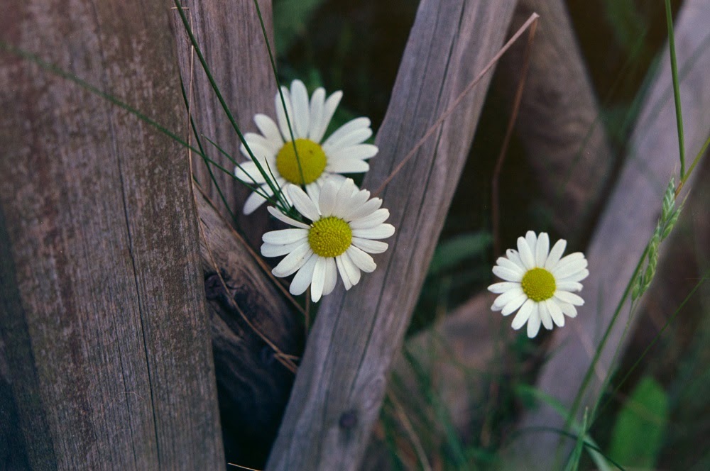 flores fotografadas com Pentax Spotmatic kodak ektar 100