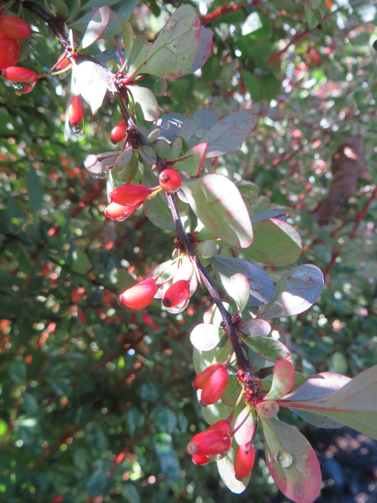 Berberis Thunbergii F Atropurpurea Stock Photos Berberis