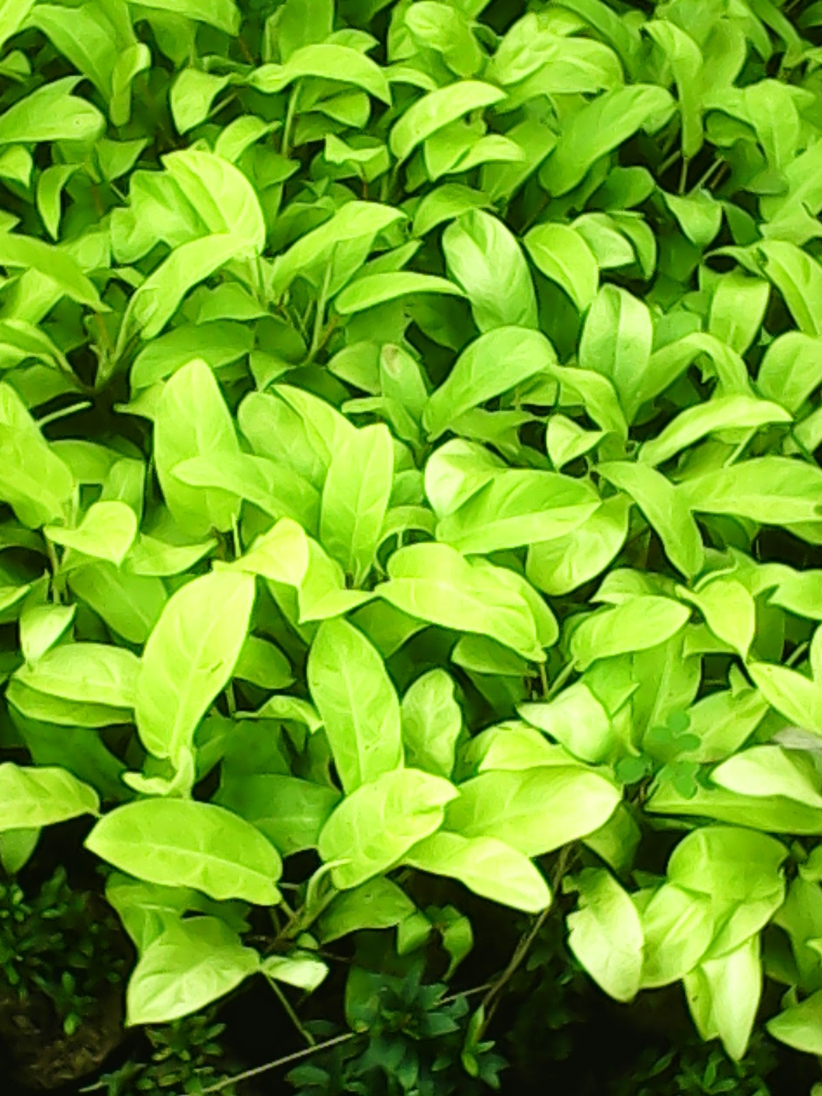 Vertical Garden | Taman Vertical Garden | Jenis Tanaman Vertical Garden