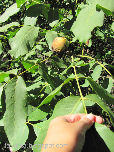 урожай грецких орехов walnut