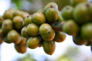 i chicchi di caffè verde causano la diarrea i chicchi di caffè verde causano la diarrea