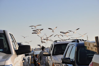 Seagull snack seagulls following a ferry boat