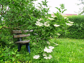 blühnder Holunder neben der Gartenbank (C) by Joachim F. Wenk