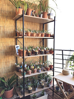 , Nuova zona di coltivazione!, diarid'orchidee