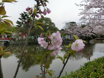  鶴岡八幡宮の鎌倉桜