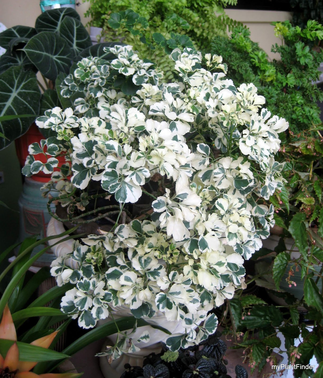MY PLANT FINDER Plant Guide Polyscias 'Dwarf Variegata'