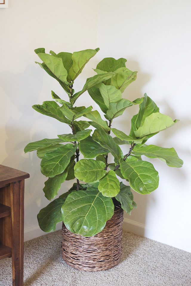 fiddle leaf plant, fiddle tree, ficus plant, house plant