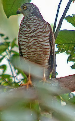 Azor de las Molucas Accipiter henicogrammus