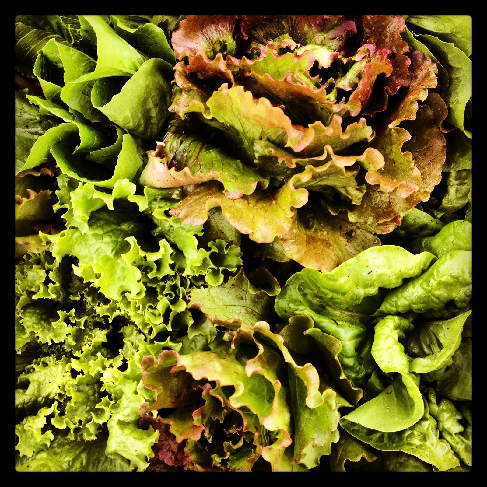 Filbert Street Garden TriVeggie