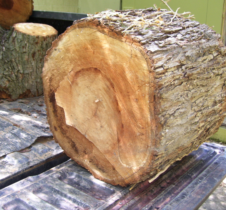 ByDan Woodworks Fallen Pecan Tree
