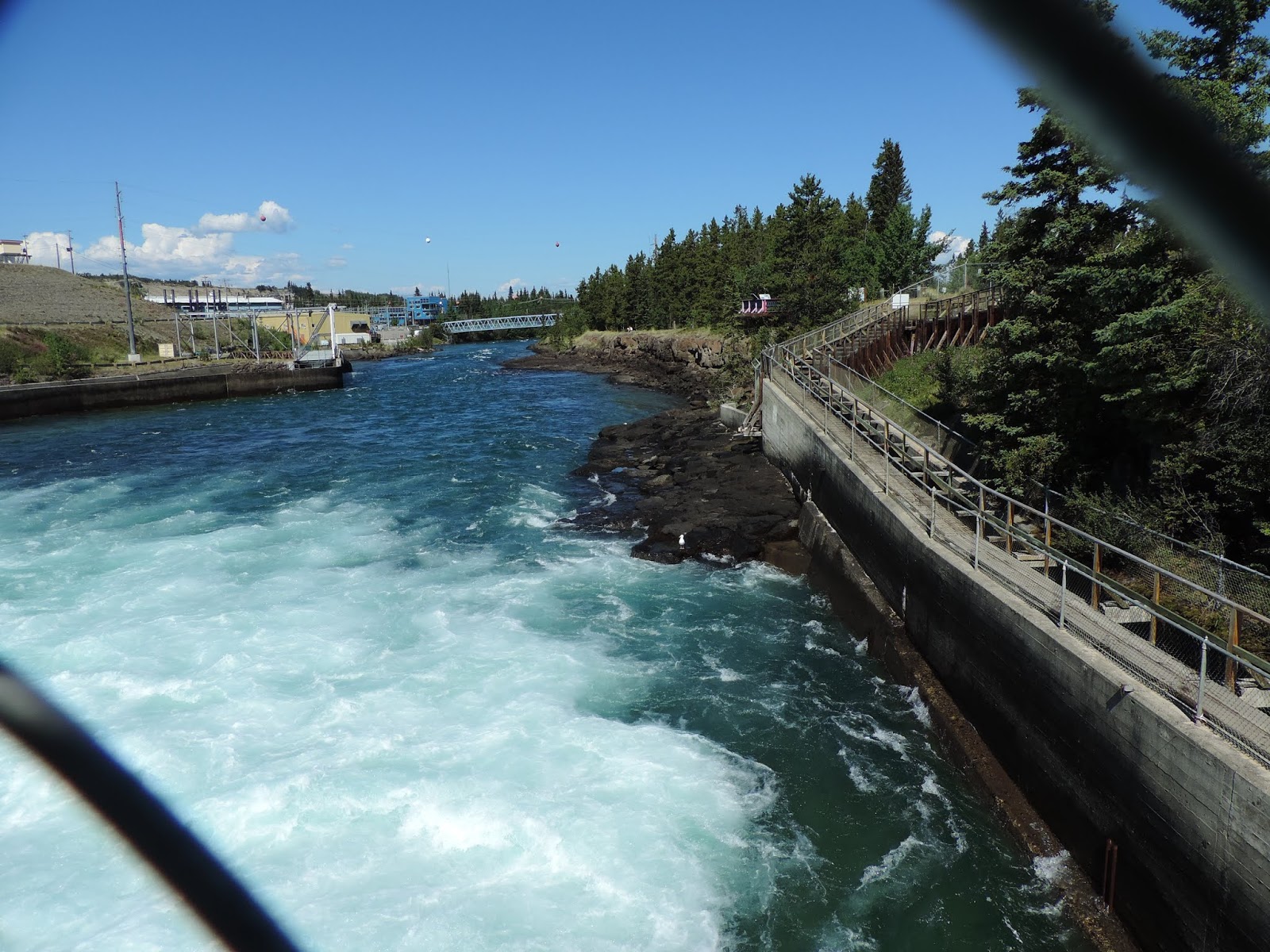 Travel with Kevin and Ruth Chinook salmon in the Yukon River