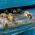 Les abeilles de Notre-Dame de Paris ont survécu à l'incendie.
