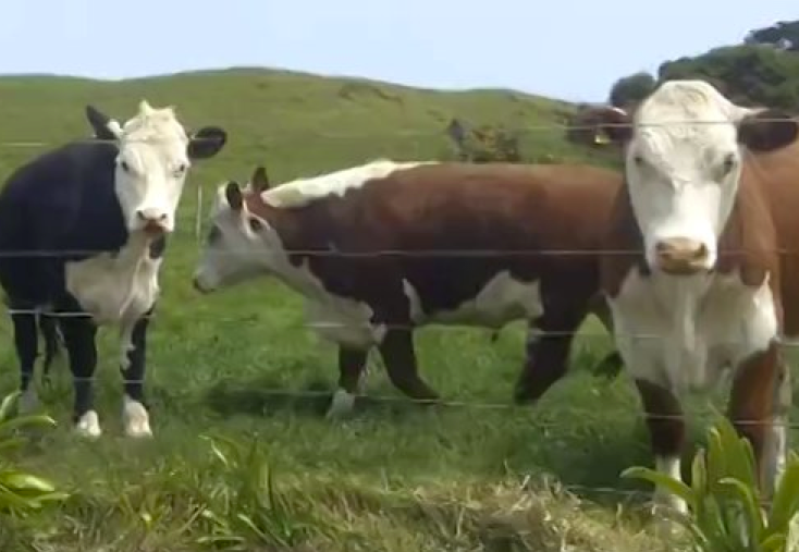 Neil Ira Needleman Recent and Screenings 2013