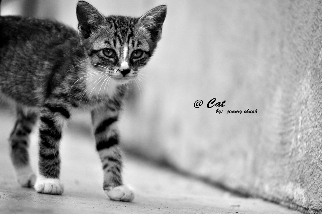 jimmychuah: @Cat- Gong Xi Fa Cai