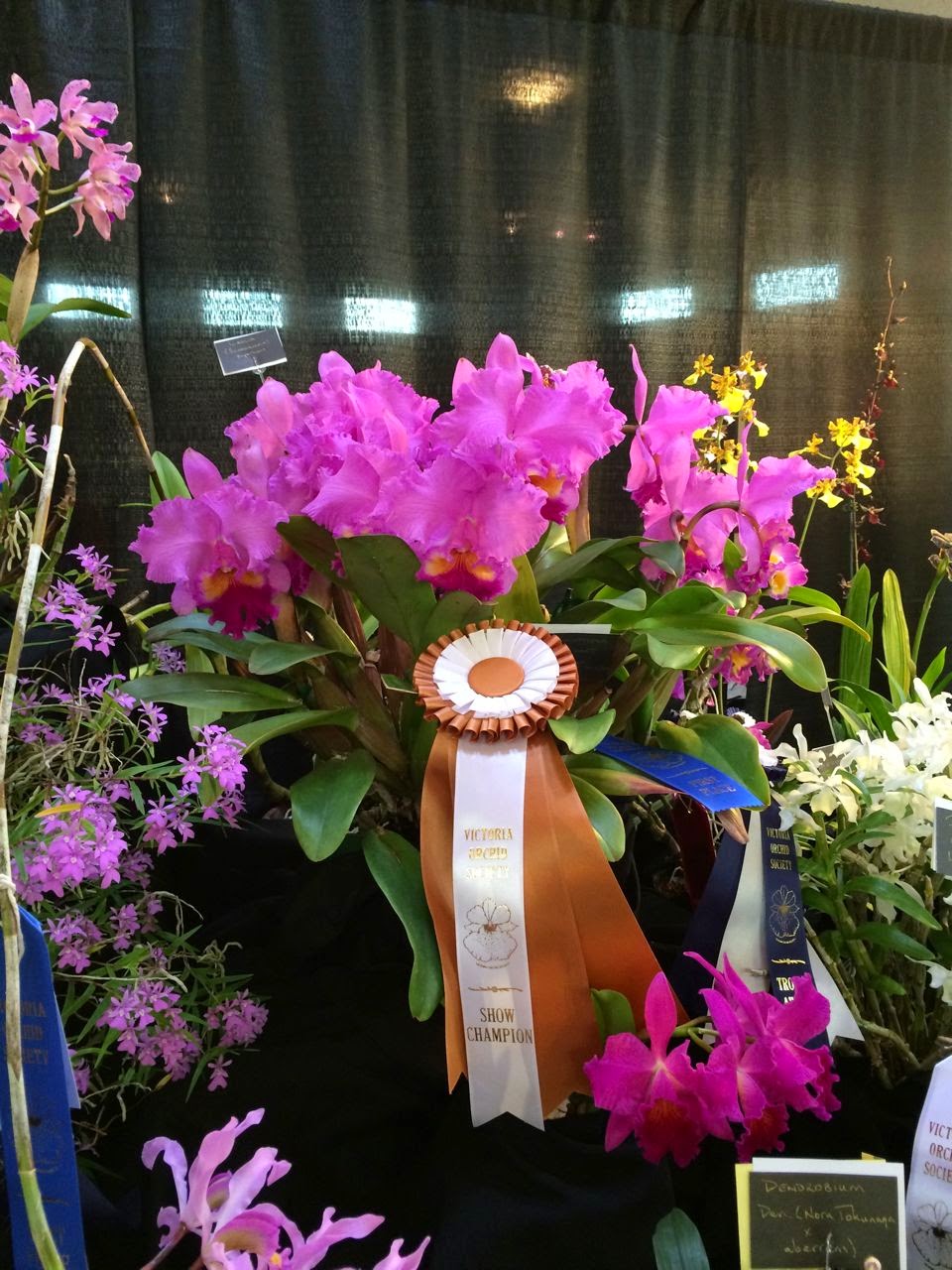 hostess of the humble bungalow The Victoria Orchid Show Pictures of