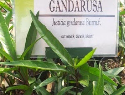 Ubat Bisul Tradisional Cina  Ubat batuk herba, ubat batuk hurix, ubat