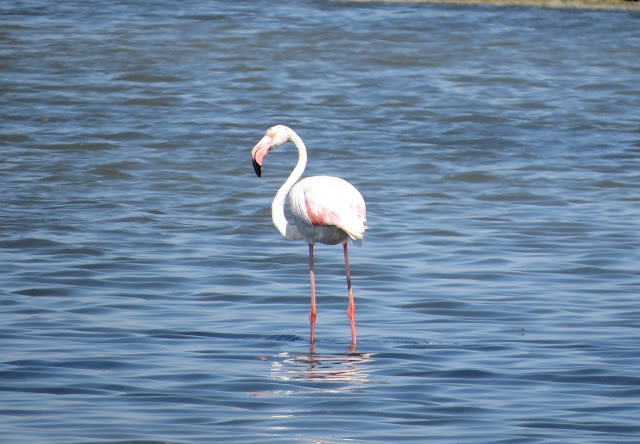 Greater Flamingo - Spain