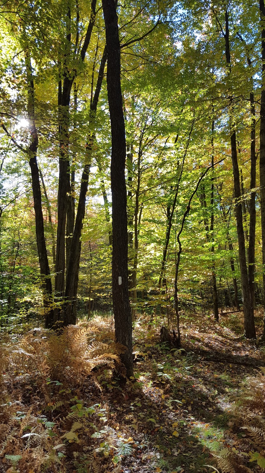 Sara Hikes... But Not Enough North Country Trail Stoney Brook Road