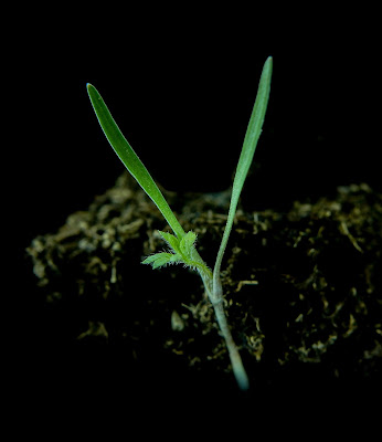 Torilis nodosa Torilis nodosa