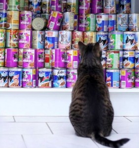 A cat looking at stacks of canned diets