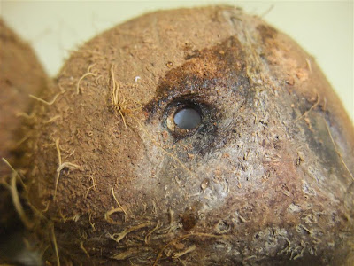 hole drilled in coconut, to mail, mail cocunuts in the mail, stamps hole drilled in coconut, to mail, mail cocunuts in the mail, stamps