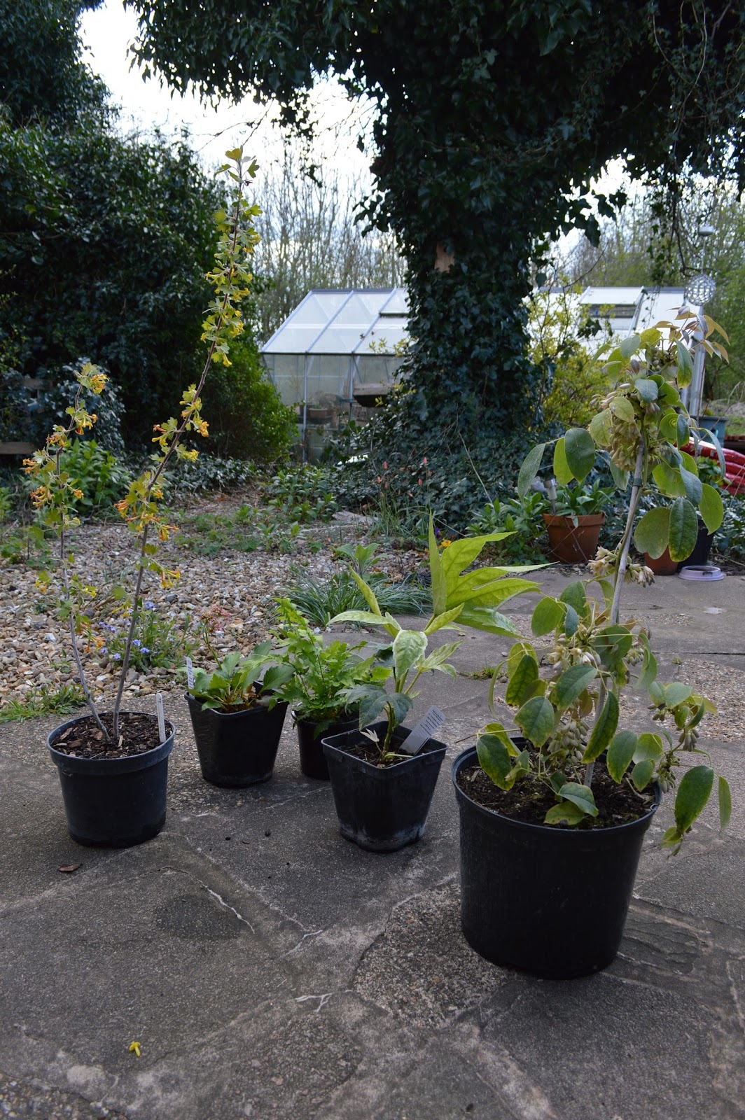 A Decouvrir Fatsia Japonica Spider S Web Paris Cote Jardin